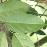 Chaetocarpus castanocarpus (Roxb.) Thwaites